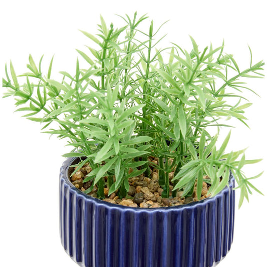 Plante Nippo H. 16 cm avec pot céramique assorti