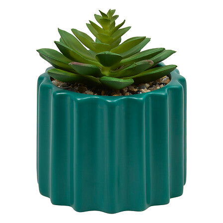 Plante vivace haut 16 cm pot céramique assorti