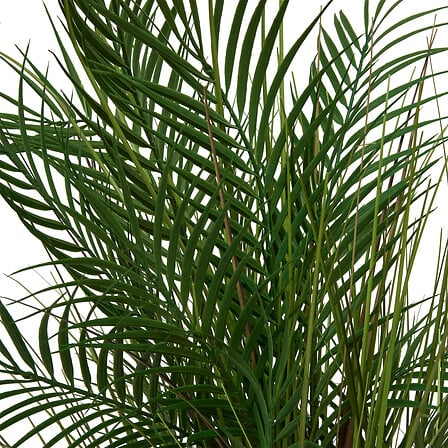 Palmier haut 142 cm avec pot céramique beige