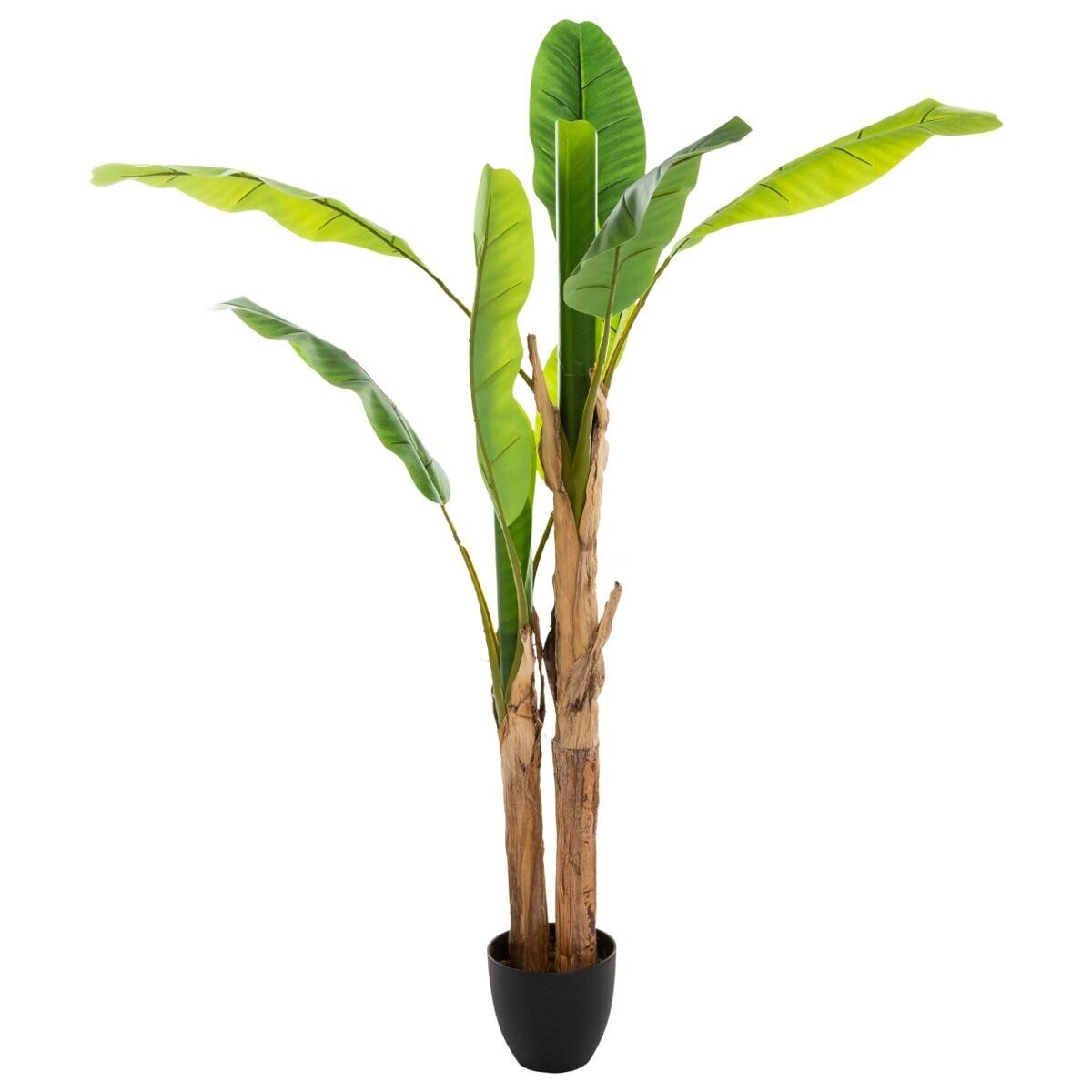 Bananier 2 troncs Ekko H. 160 cm avec pot plastique