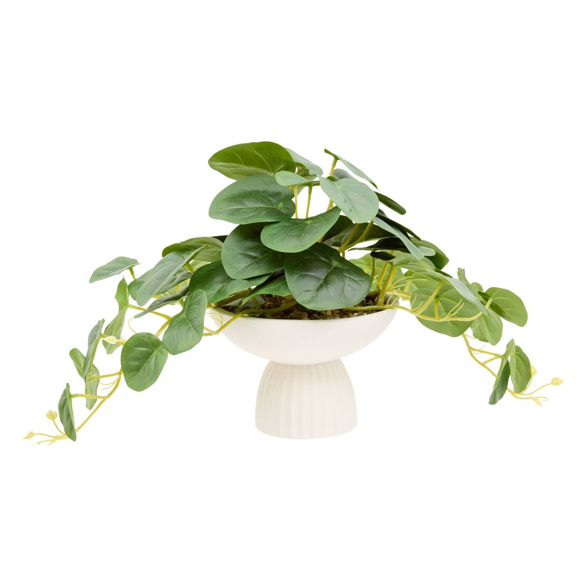 Pilea sur pied Nippo H. 29 cm avec pot céramique blanc