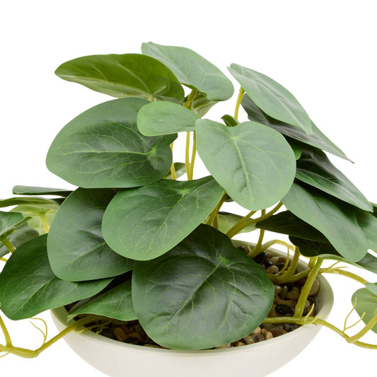 Pilea sur pied Nippo H. 29 cm avec pot céramique blanc