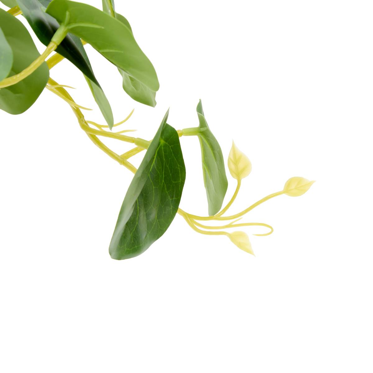 Pilea sur pied Nippo H. 29 cm avec pot céramique blanc