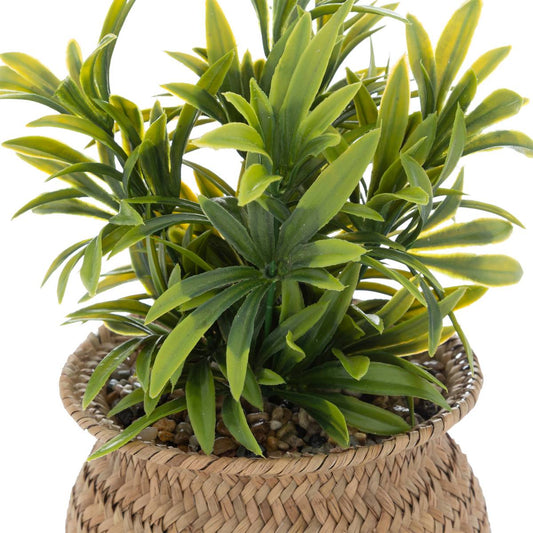 Plante Jiling haut 20 cm avec pot naturel