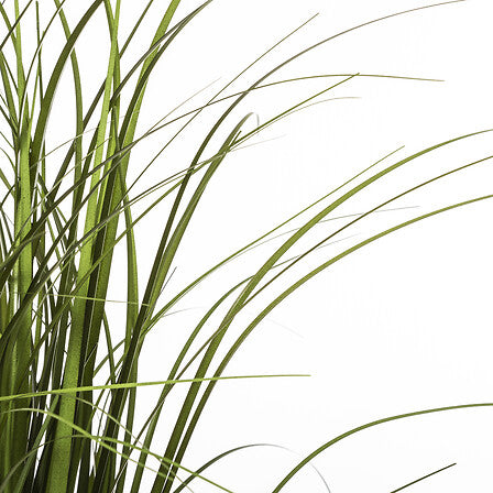 Bunch d'herbe haut 58 cm avec pot plastique