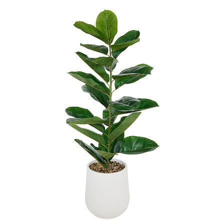 Ficus Sky haut 145 cm pot céramique strié