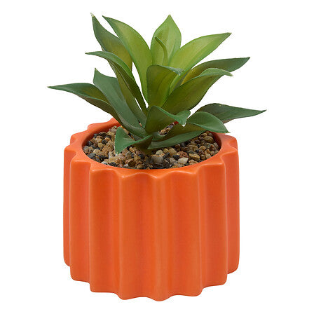Plante vivace Flow haut 16 cm pot céramique assorti