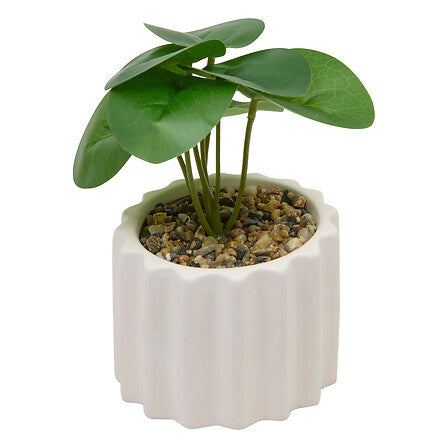 Plante vivace Flow haut 16 cm pot céramique assorti