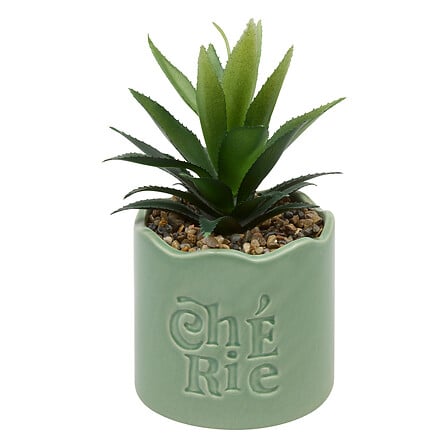 Plante vivace Chéri haut 17 cm pot céramique assorti
