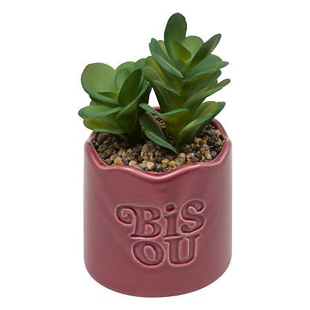 Plante vivace Chéri haut 17 cm pot céramique assorti