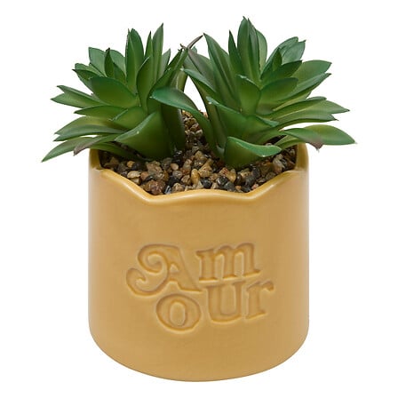 Plante vivace Chéri haut 17 cm pot céramique assorti