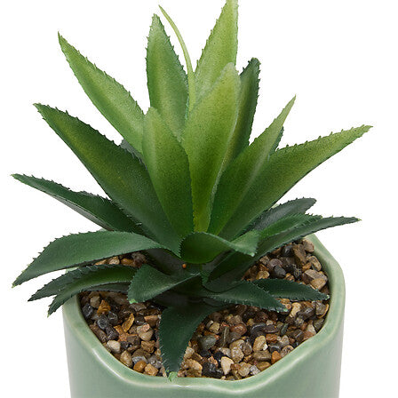 Plante vivace Chéri haut 17 cm pot céramique assorti