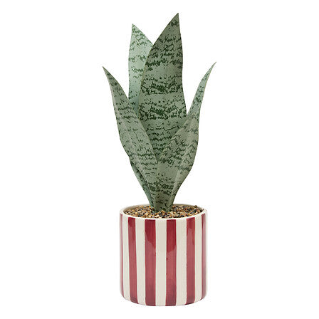 Sansevieria