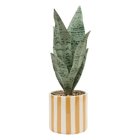 Sansevieria