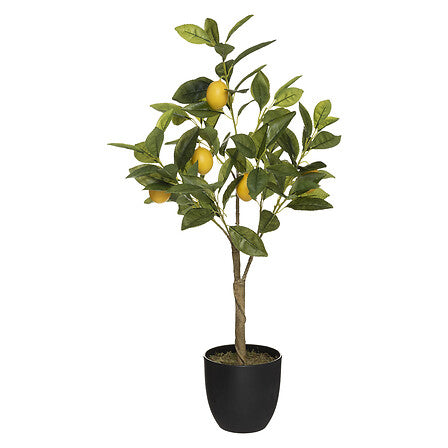 Citronnier décoratif avec pot en plastique dans un espace extérieur de la résidence Les Compositeurs, apportant une touche méditerranéenne et végétale.